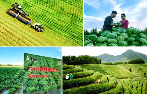 康師傅蔬菜基地